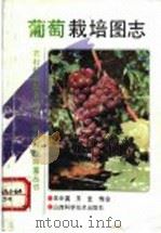 葡萄栽培图志   1993  PDF电子版封面  7537707960  王中英，王艺编绘 