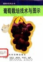 葡萄栽培技术与图示   1993  PDF电子版封面  7504817961  辛培刚等编著 