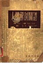 人体解剖贺谱   1954  PDF电子版封面    吴汝康主编 