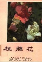 杜鹃花   1985  PDF电子版封面  15040·4815  沈渊如，沈荫椿编著 