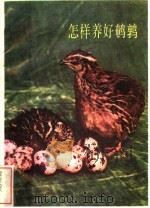 怎样养好鹌鹑   1983  PDF电子版封面  16113·119  黄宽，陆永春编 