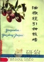 油橄榄引种栽培   1978  PDF电子版封面  16196·004  江苏省植物研究所编著 