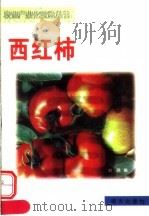 西红柿（1999 PDF版）