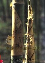 中国竹类植物图志   1994  PDF电子版封面  7503813199  朱石麟等主编 