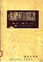 人体解剖图谱  第6版   1958  PDF电子版封面  14017·36  吴汝康主编；薛淑彬，杨淑敏编 