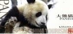 《大熊猫》明信片（ PDF版）