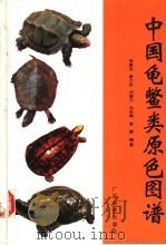 中国龟鳖类原色图谱   1997  PDF电子版封面  7806320741  杨渡远等编著 