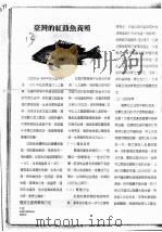 台湾的红鼓鱼养殖     PDF电子版封面     