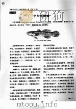 中华乌塘鳢（ PDF版）