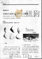 西施舌  海蚌  形态习性之观察     PDF电子版封面    刘德经 