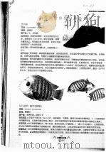 热带观赏鱼的品种及饲养     PDF电子版封面     