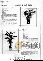 另类水生观赏植物  旱伞草  棕竹  水培花卉  琴叶喜林芋  海芋     PDF电子版封面     