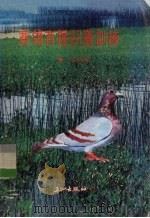 赛鸽育种饲养训练（1986 PDF版）