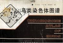 鸟类染色体图谱   1988  PDF电子版封面  756110085X  卞小庄等著 