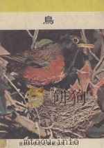 鸟   1980  PDF电子版封面    高岛春雄等原著；蒋宣让译；谢英珠校订 