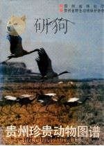 贵州珍贵动物图谱   1988  PDF电子版封面  7541300306  贵州省林业厅，贵州省野生动物保护协会编 