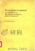 FROM GENE TO ANIMAL AN INTRODUCTION TO THE MOLECULAR BIOLOGY OF ANIMAL DEVELOPMENT   1985  PDF电子版封面  0521260841  DAVID POMERAI 