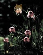 Wildflower Gardening  THE TIME-LIFE ENCYCLOPEDIA OF GARDENING     PDF电子版封面     