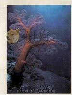 BIOLOGY  LIFE ON EARTH   1986年  PDF电子版封面    GERALD AUDESIRK AND TERESA AUD 