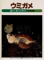ウミガメ   1984.07  PDF电子版封面    石井正敏 