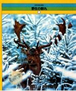 野生の群れ   1979  PDF电子版封面    ジョン·ニアリー，安藤滋〔著〕 