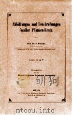 fossiler pflanzen-reste vol.5   1907  PDF电子版封面     