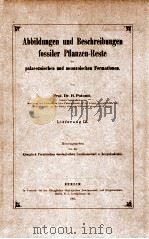 fossiler pflanzen-reste vol.3   1905  PDF电子版封面     