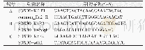 表1 鉴定SOX30基因敲除小鼠所需引物序列