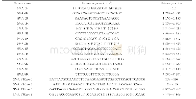 表2 A型塞尼卡病毒 (SVA) 全基因序列分段测序引物