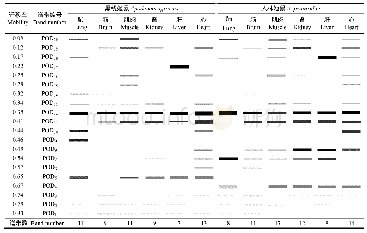 表2 黑线姬鼠和大林姬鼠6种器官和组织中过氧化物酶谱带分布和迁移率