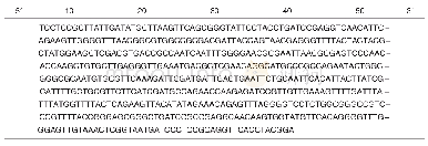 《表1 菌株ATW1-2的5.8S rDNA+ITS序列(544bp)》