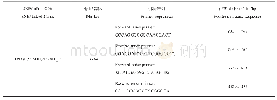 表3 四引物ARMS-PCR标记T3-1-1的引物序列