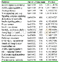 表3 靶基因显著富集的20条KEGG通路