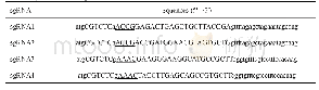 表1 sg RNA寡核苷酸序列