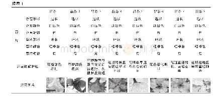 表1 8 个品系的福建山樱花开花物候特性一览表