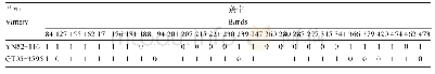 表1‘云南82-116’与‘桂糖05-3595’的SSR标记片段指纹