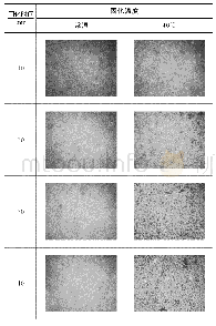 表6 两种固化温度下水性环氧乳化沥青荧光显微镜微观结构图像