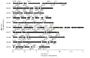 表1 全基因组测序肠杆菌科细菌信息