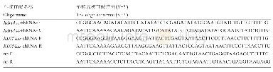 表1 sh RNA单链核苷酸序列