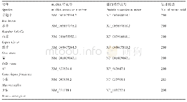 表1 不同物种CD8B基因及其编码氨基酸序列信息