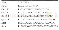 表1 CYC-B基因克隆及表达引物