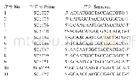 表2 筛选获得的11条SCoT引物序列