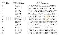 《表2 筛选获得的11条SCoT引物序列》
