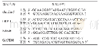 表1 PCR引物序列：HIV-1 Tat对小鼠脑微血管紧密连接蛋白claudin 5及Aβ转运蛋白的作用研究