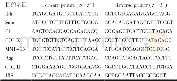 表1 RT-PCR扩增引物序列Tab.1 Primer sequences used in RT-PCR