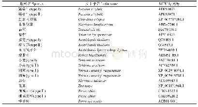 表2 进化树所用metacaspase基因序列