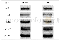《表6 western blot实验检测AKT、p-AKT、p70S6K、p-p70S6K的蛋白表达》