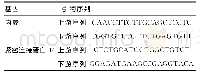 表1 用Primer Premier 5.0软件设计引物, 内参、紧密连接蛋白-14引物序列
