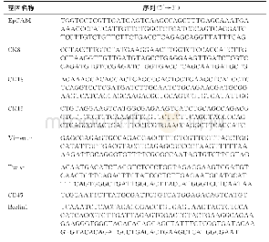 《表2 核酸探针序列：自噬基因Beclin1表达在肾癌循环肿瘤细胞上皮-间质转化及肿瘤进展中的作用》