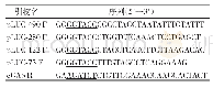 《表1 扩增人c GAS启动子片段引物》